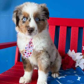 Mini Aussie