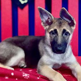 German Shepherd