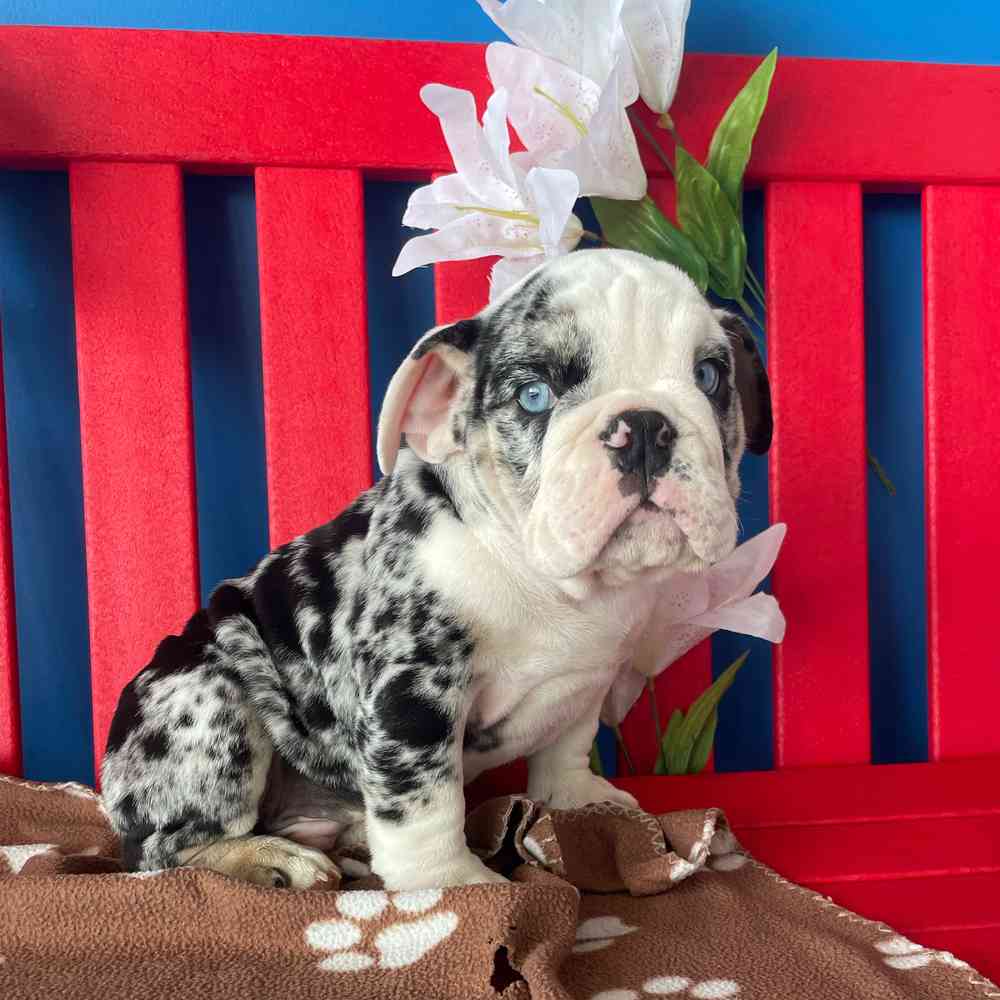 Image of a pet breed in the gallery