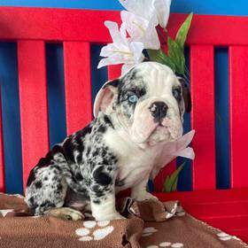 English Bulldog