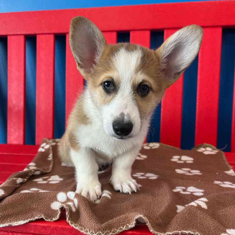 Image of a pet breed in the gallery