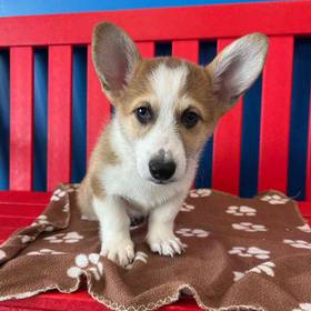 Pembroke Welsh Corgi