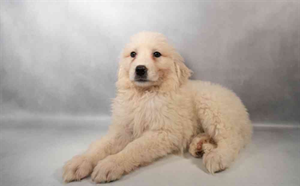 Image of a pet breed in the gallery