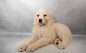 Great Pyrenees