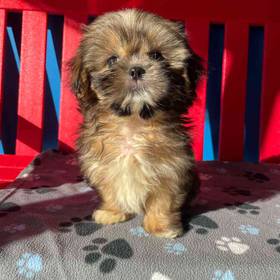 Shih Tzu