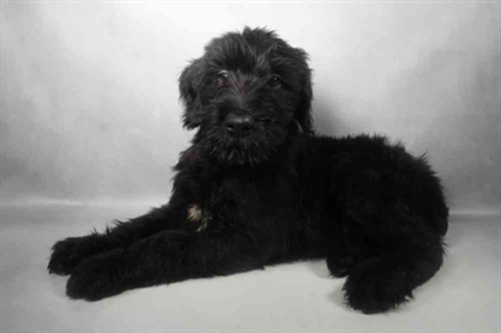 Image of a pet breed in the gallery