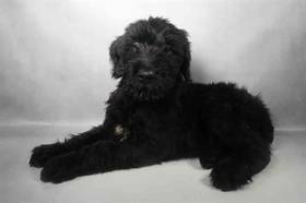 Giant Schnauzer