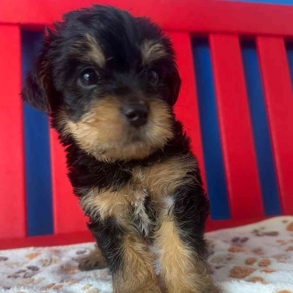 Image of a pet breed in the gallery