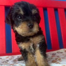 Yorkie
