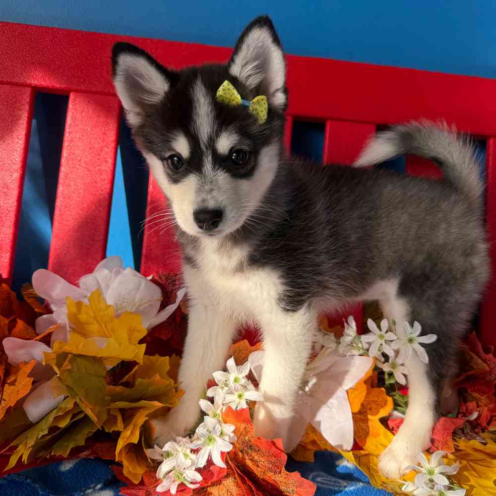 carousel pet images