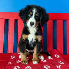 Bernese Mountain Dog
