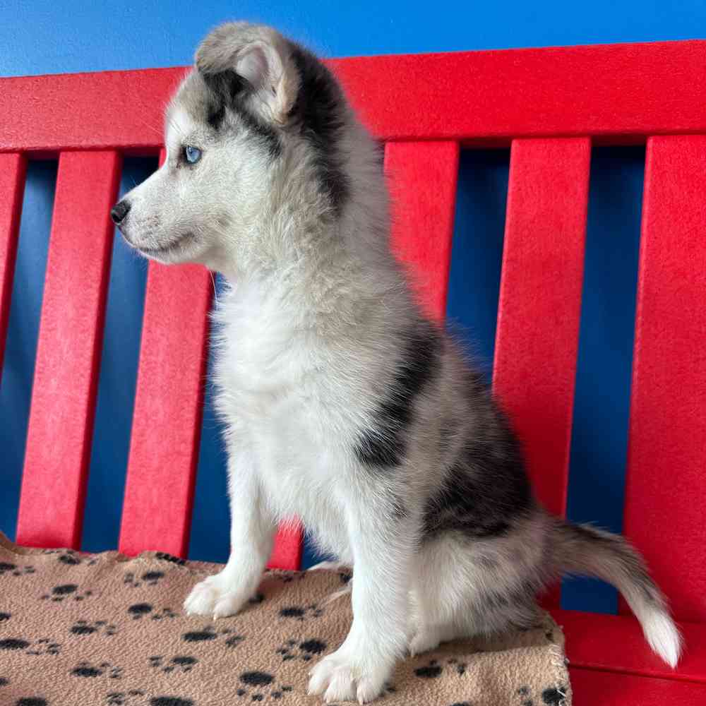 carousel pet images