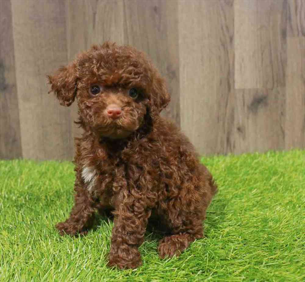 Image of a pet breed in the gallery