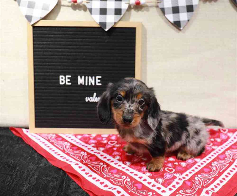 Blaze Male Dachshund Puppy for sale in Manchester