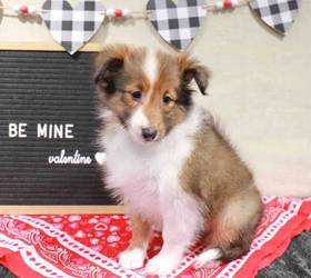 Sheltie