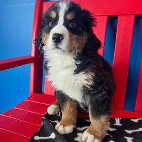Bernese Mountain Dog