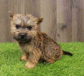 Cairn Terrier