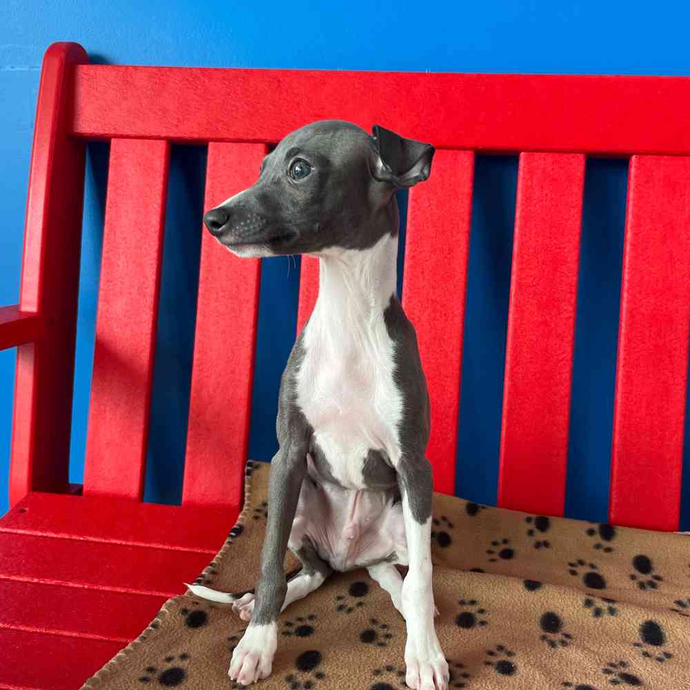 carousel pet images