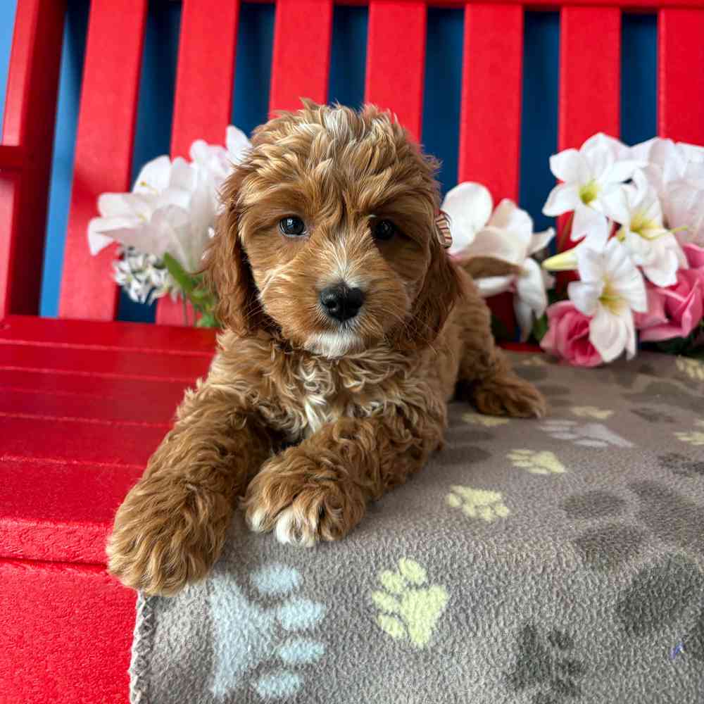 carousel pet images