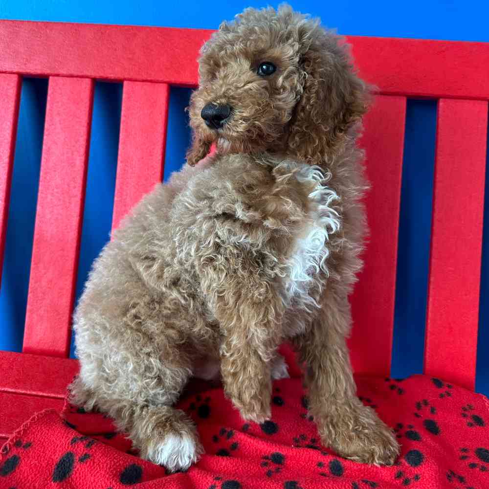 carousel pet images
