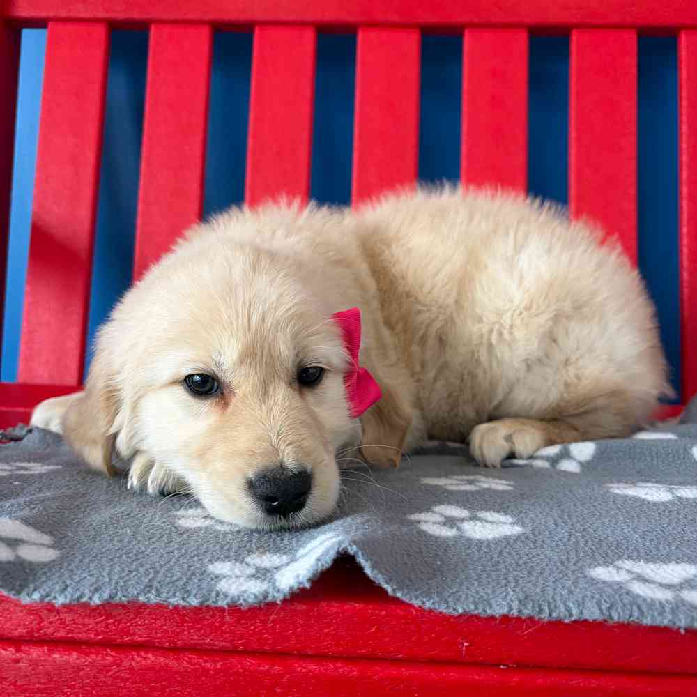 Image of a pet breed in the gallery