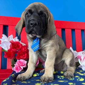 English Mastiff
