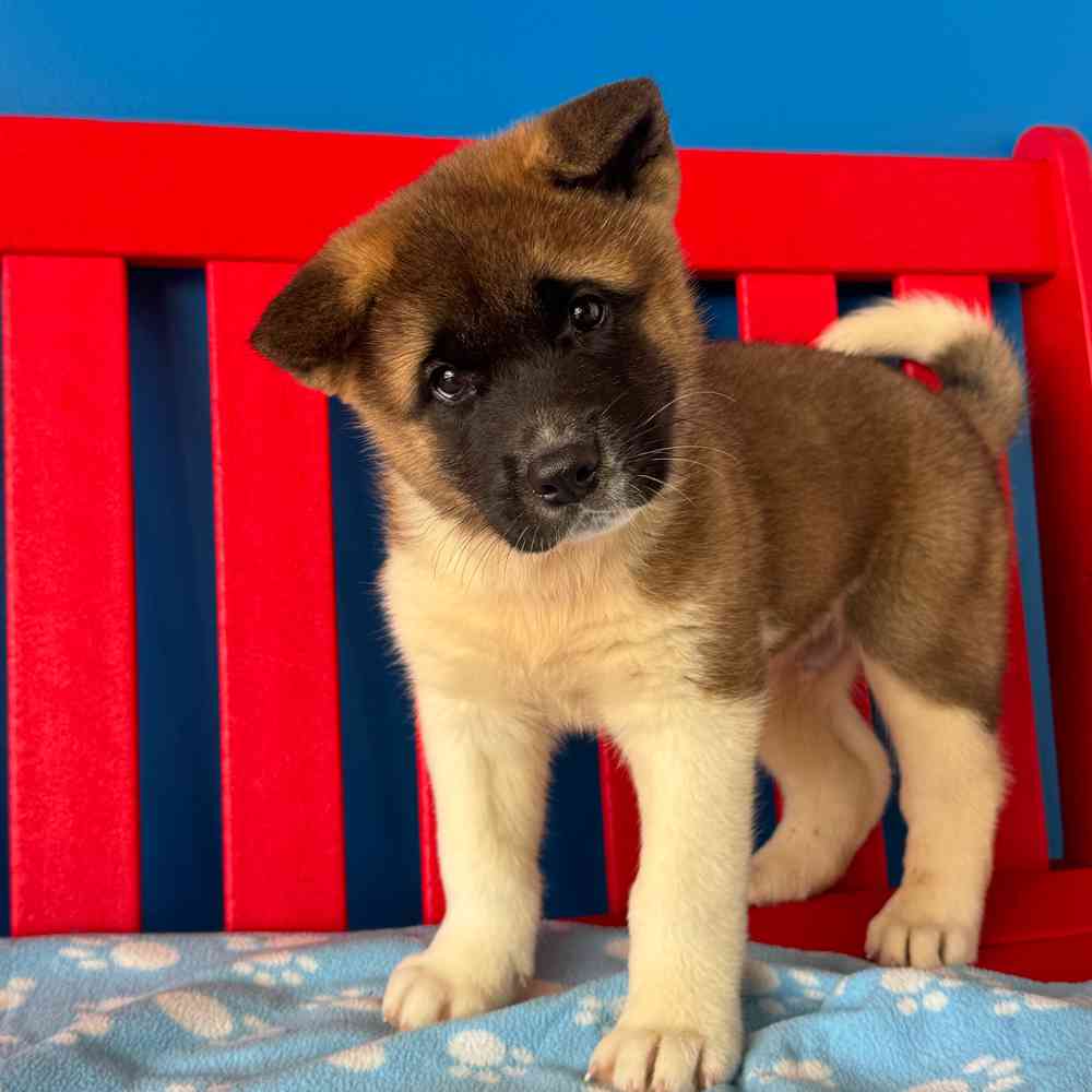 Image of a pet breed in the gallery