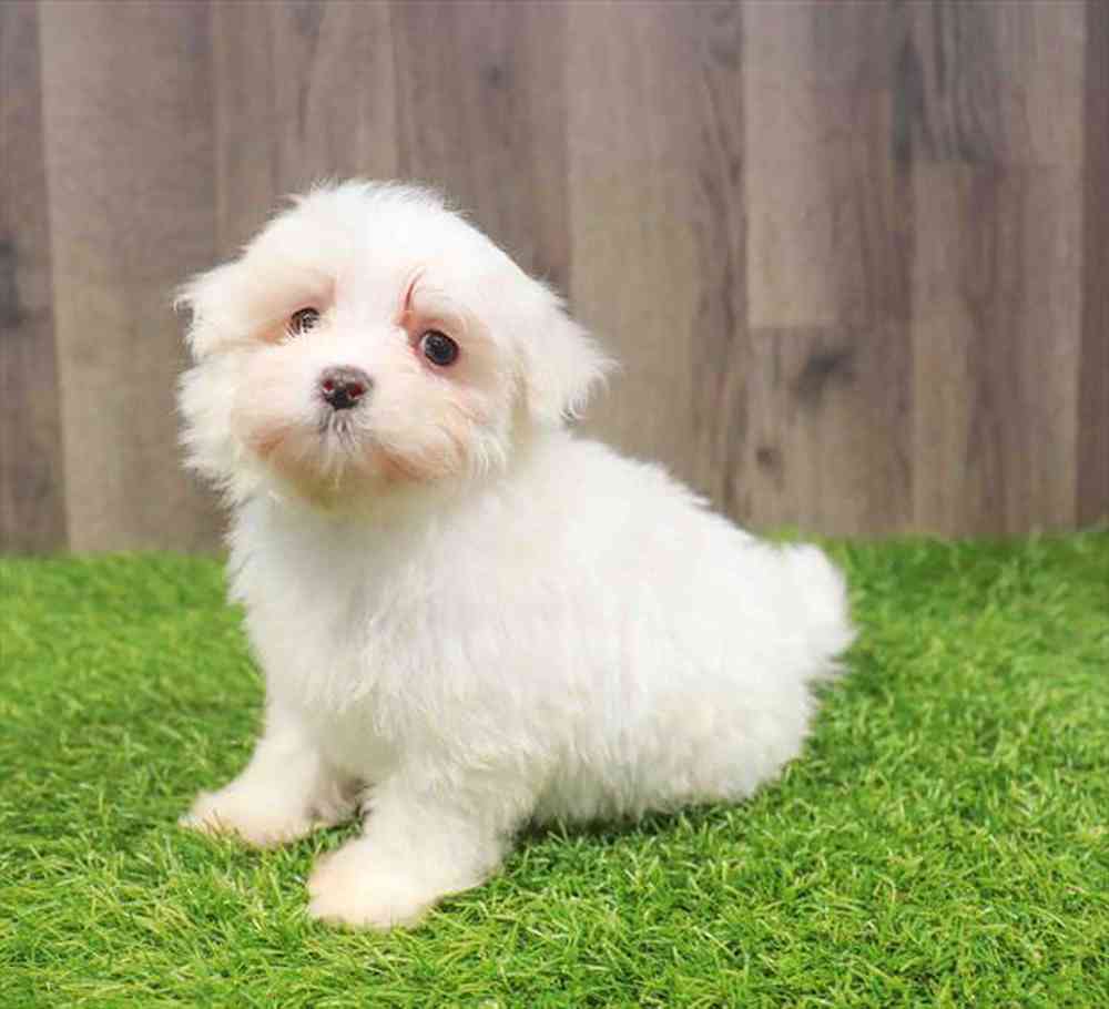 Image of a pet breed in the gallery