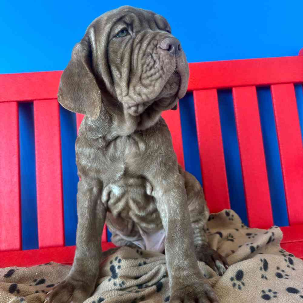 carousel pet images