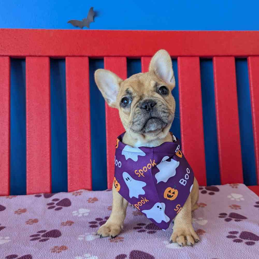 carousel pet images