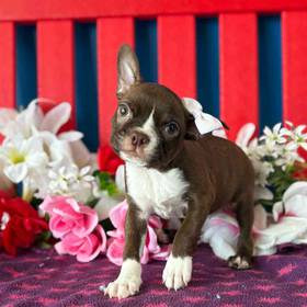 Boston Terrier