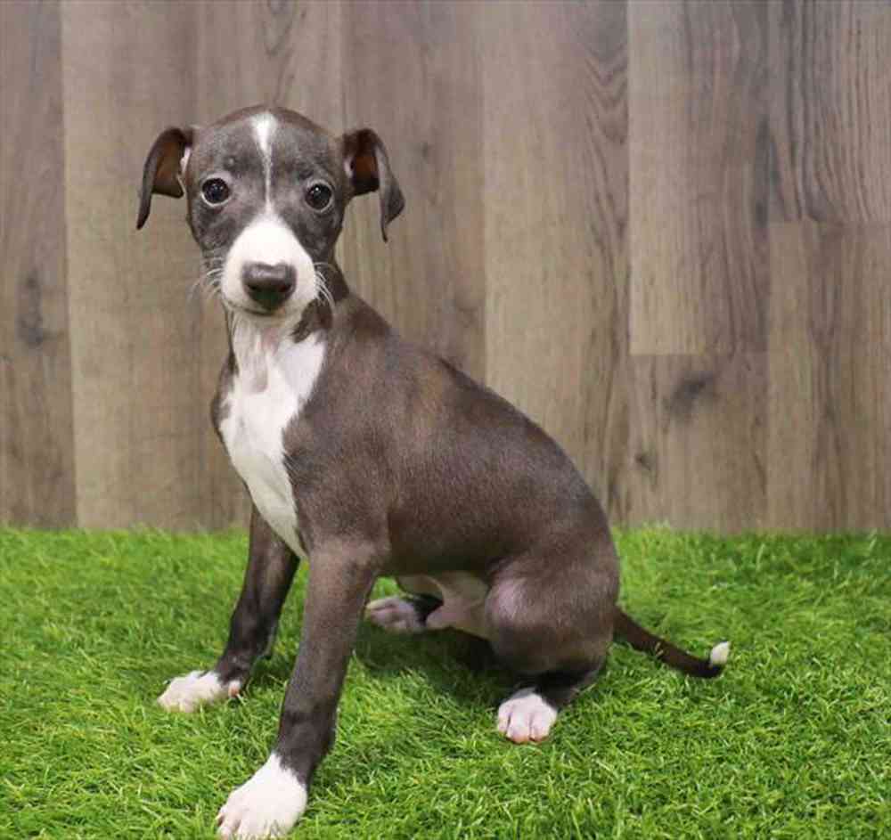 Image of a pet breed in the gallery