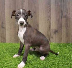 Italian Greyhound