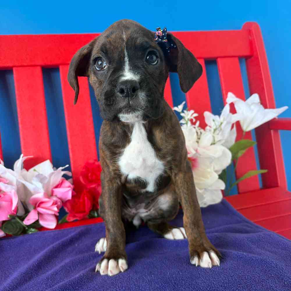 Image of a pet breed in the gallery