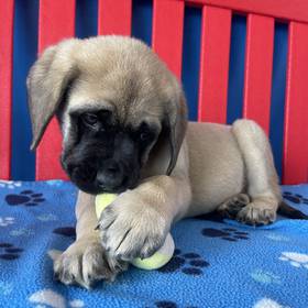 English Mastiff