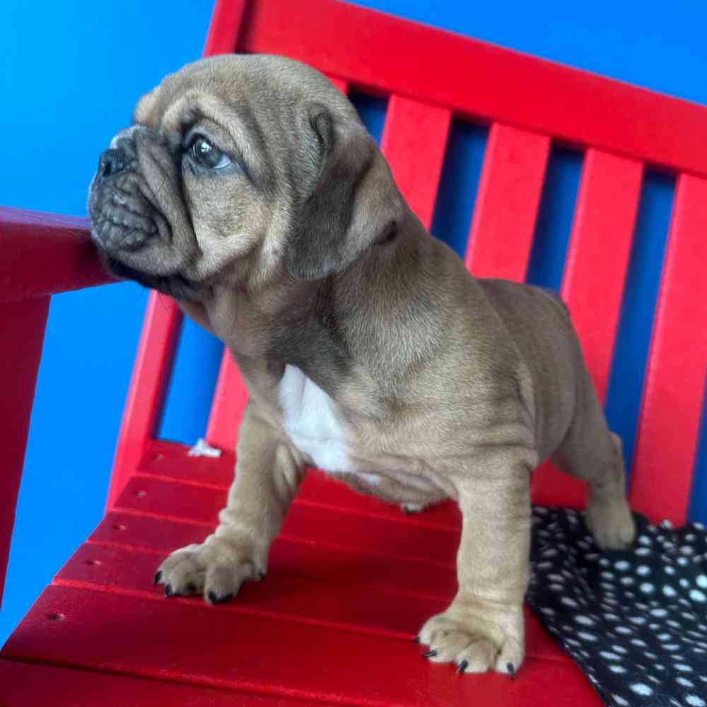 carousel pet images