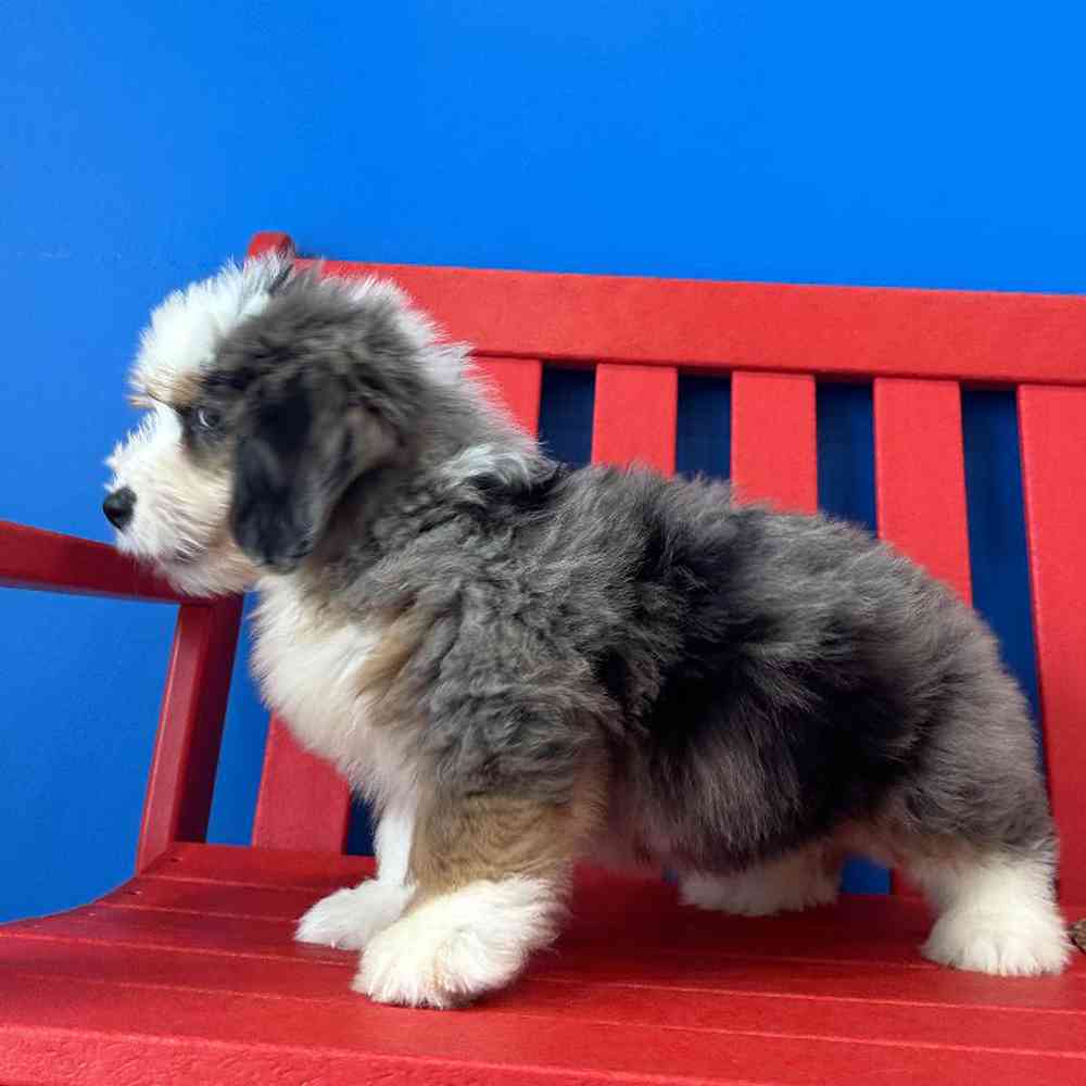 carousel pet images