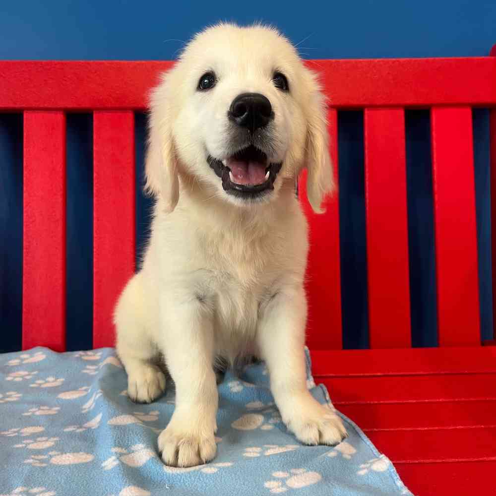 Image of a pet breed in the gallery