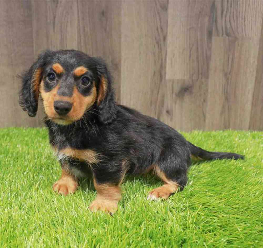 Image of a pet breed in the gallery