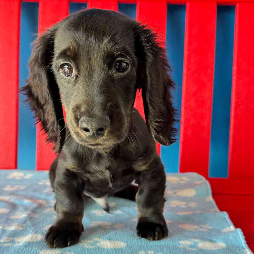 Image of a pet breed in the gallery