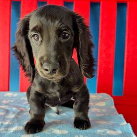 Dachshund