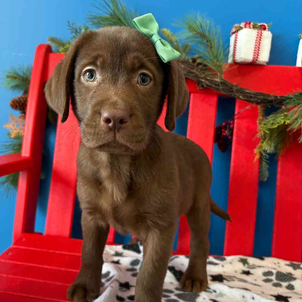 Image of a pet breed in the gallery