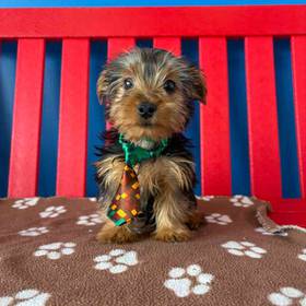 Yorkie