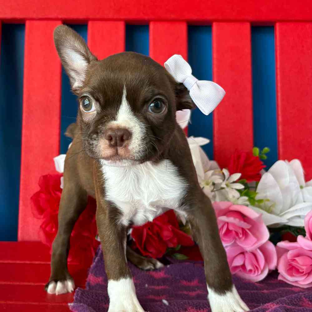 carousel pet images
