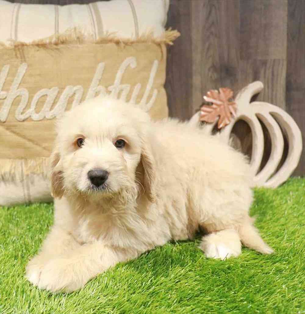 Image of a pet breed in the gallery