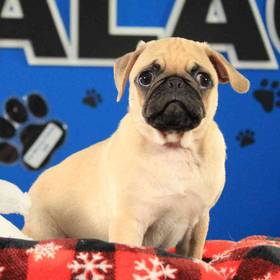 Pug