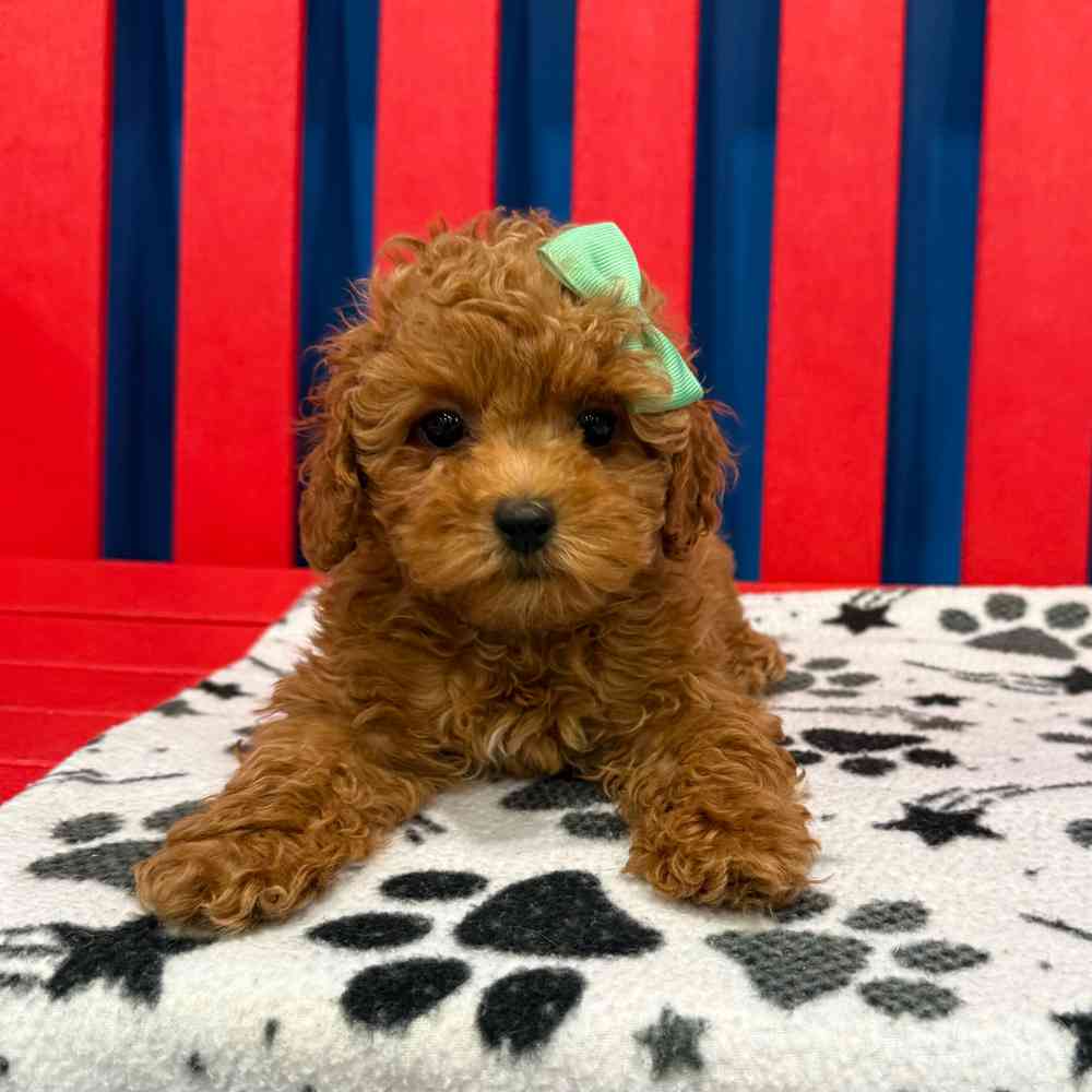 Coockapoo Side Mini F2 Mini Cockapoo Puppies for sale - The Puppy Palace of Manchester