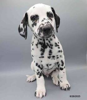 Dalmatian
