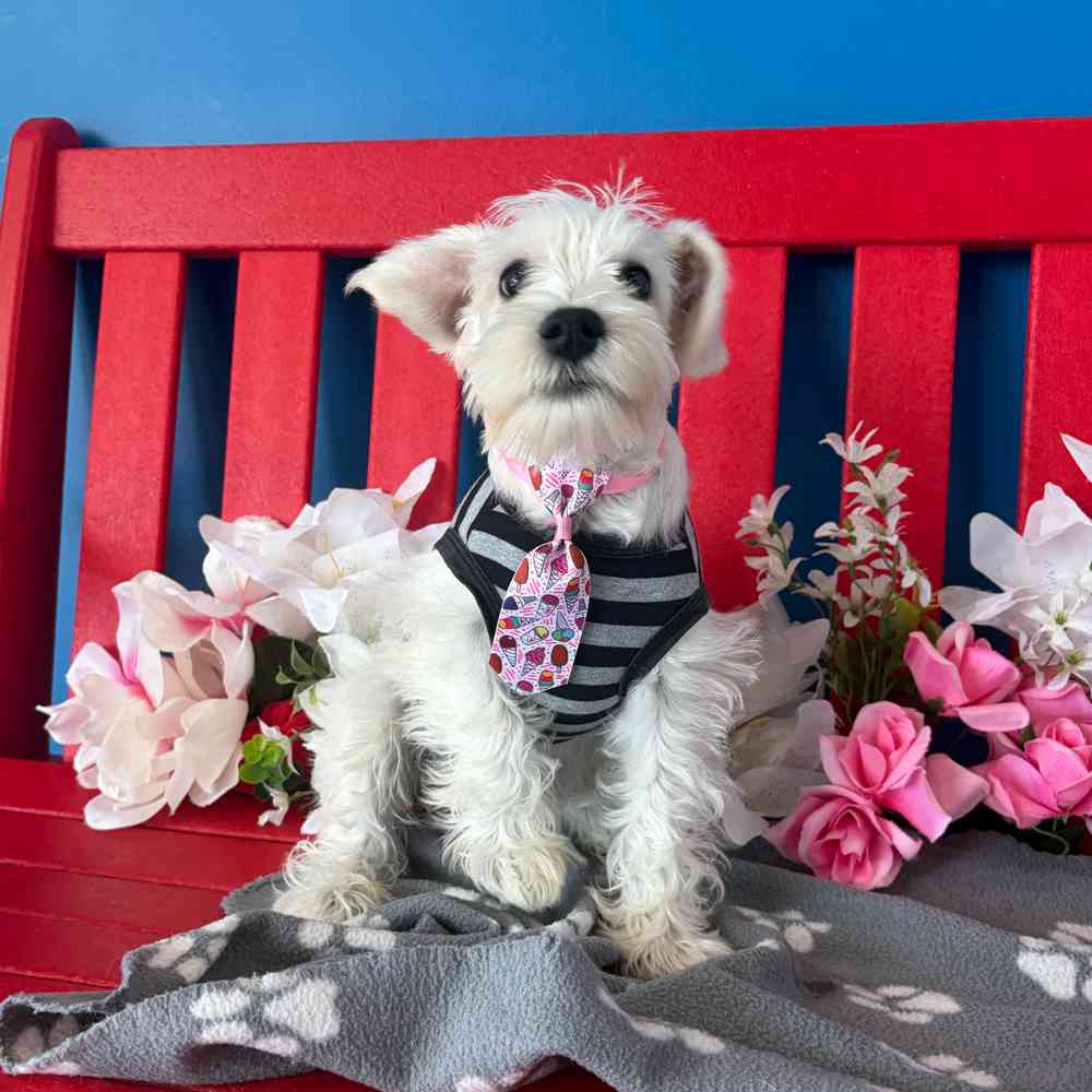 carousel pet images