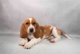 Basset Hound